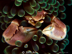 Porcelain Crab.
Olympus E-420 With Ikelite Housing + 1 D... by Jorn Ari 